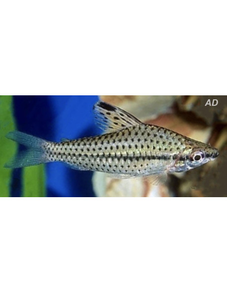 Chilodus Punctatus 3-4cm Wild