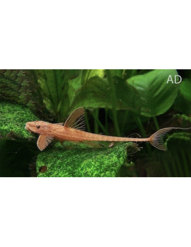 Rineloricaria Lanceolata Red 4,5-5,5cm