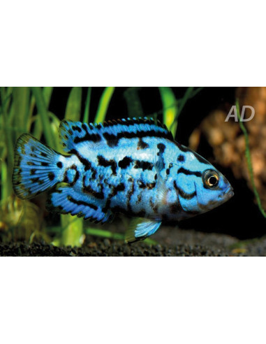 Rocio Octofasc. Elec.Blue 2-2,5cm