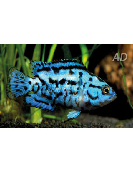 Rocio Octofasc. Elec.Blue 2-2,5cm