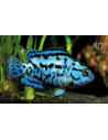 Rocio Octofasc. Elec.Blue 2-2,5cm