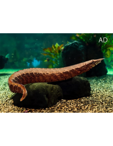 Loche épine Macrognathus circumcinctus (Macrognathus circumcinctus) 15-17cm Wild