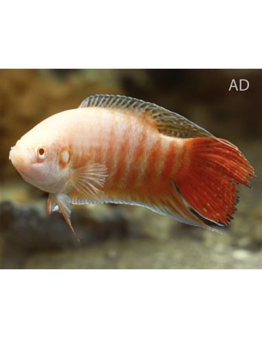 Macropode albinos (Macropodus opercularis Albino) 4-5cm