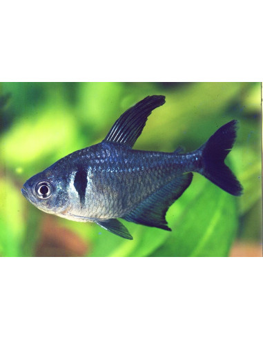 Megalopterus Megalopterus 1,5-2cm