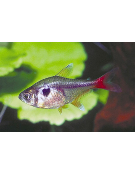 Megalamphodus Roseus 2-2,5cm