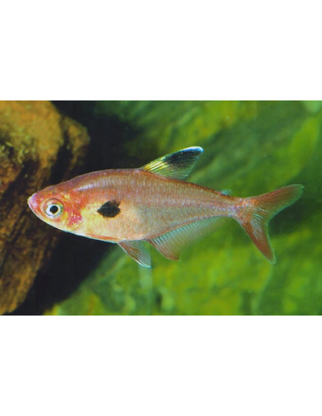 Tétra sweglesi (Megalamphodus sweglesi) 2-2,5cm