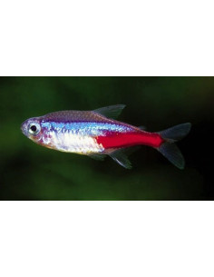 Paracheirodon Innesi 1,5-1,7 Cm