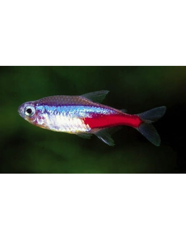 Paracheirodon Innesi 3-3,2cm