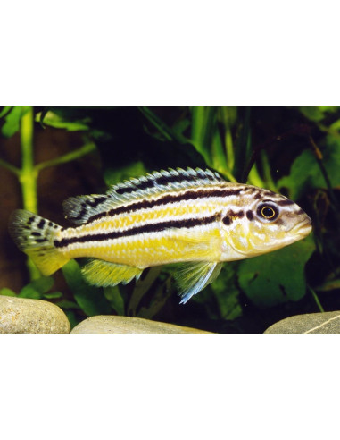 Melanochromis Auratus 4-5cm