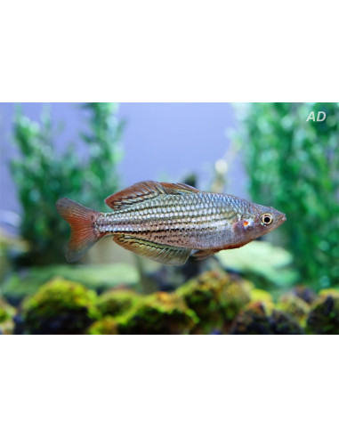 Melanotaenia Maccullochi 4,5-5,5cm