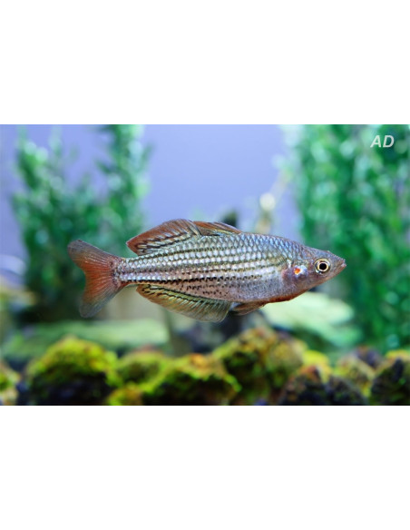 Melanotaenia Maccullochi 4,5-5,5cm