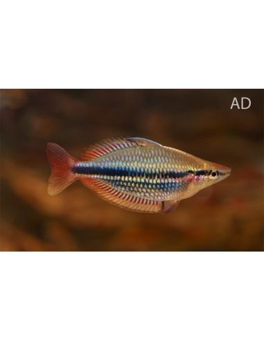 Melanotaenia Trifasciata 4,5-5,5cm