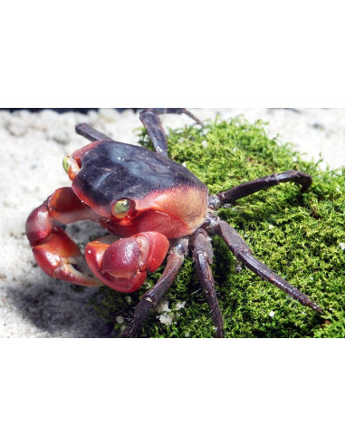 Crabe vampire Aubryi (Metasesarma aubryi) 2-3cm Wild
