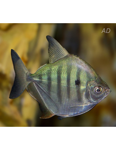 Metynnis fasciatus (Metynnis fasciatus) 2-3cm