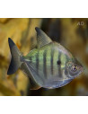 Metynnis Fasciatus 2-3cm