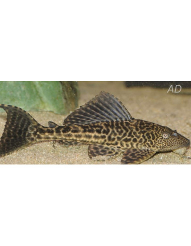 Pterygoplichthys Joselimaianus 4,5cm
