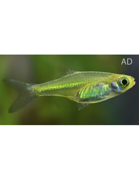 Microdevario Kubotai 1,2-1,7cm