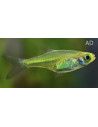 Microdevario Kubotai 1,2-1,7cm
