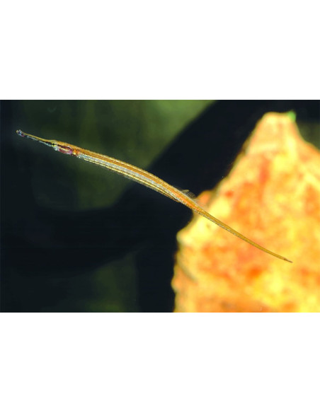 Microphis Brachyurus 10-12cm Wild