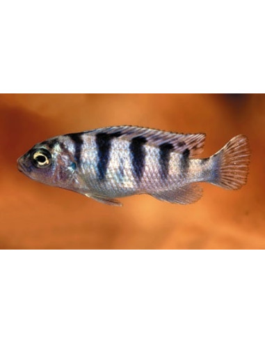 Maylandia Lombardoi 4-5cm