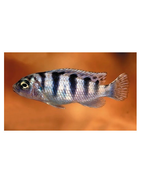 Maylandia Lombardoi 4-5cm
