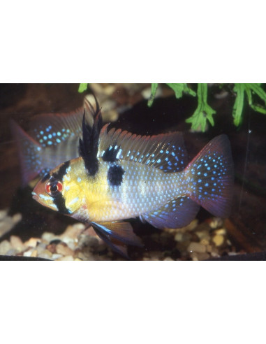Ramirezi (Mikrogeophagus ramirezi) 4,5-5cm