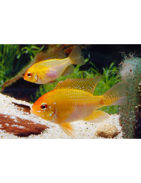 Ramirezi Gold (Mikrogeophagus ramirezi Gold) 3,5-4cm