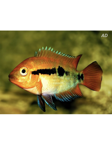 Herotilapia multispinosa (Herotilapia multispinosa) 4-5cm