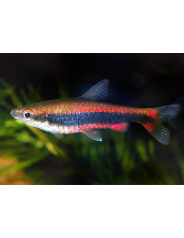 Nannostomus Beckfordi 2,5-3cm
