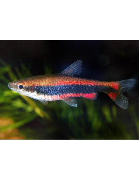 Nannostomus Beckfordi 2,5-3cm