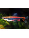 Nannostomus Beckfordi 2,5-3cm