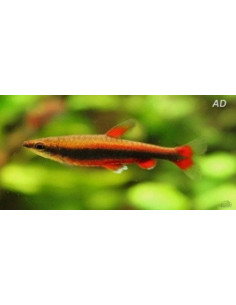 Nannostomus Beckfordi Red 2-2,5cm