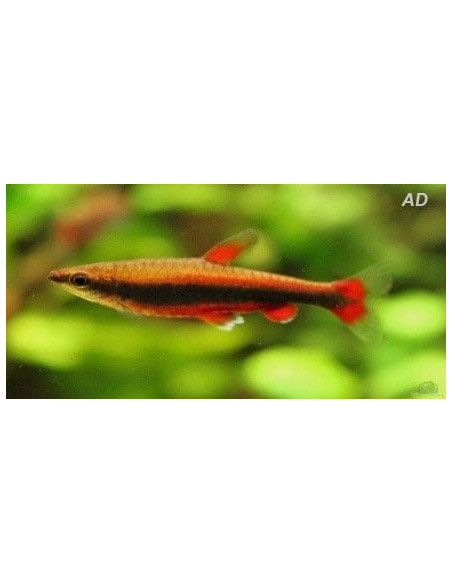 Nannostomus Beckfordi Red 2-2,5cm