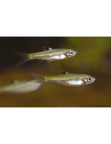 Brevibora Dorsiocellata 1,5-2cm Wild