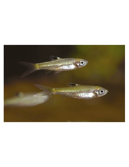 Brevibora Dorsiocellata 1,5-2cm Wild