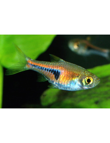 Trigonostigma Espei 1,4-1,8cm Wild