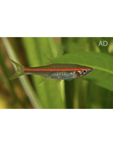 Rasbora Pauciperforata 3-3,5cm Wild