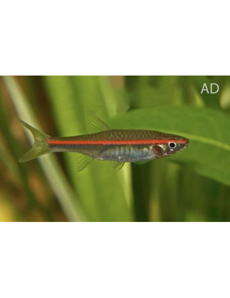 Rasbora Pauciperforata 3-3,5cm Wild