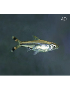 Rasbora Trillineata 3,5-4cm Wild