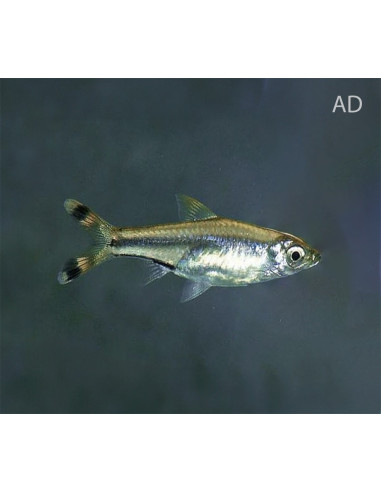 Rasbora trilineata (Rasbora trilineata) 3,5-4cm Wild
