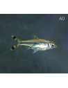 Rasbora Trillineata 3,5-4cm Wild