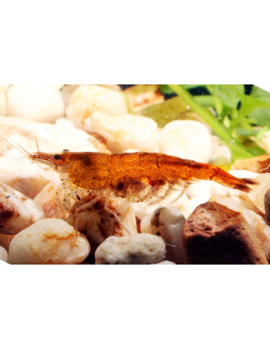Neocaridina Heteropoda Orange 1-1,5cm