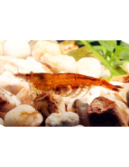 Neocaridina Heteropoda Orange 1-1,5cm