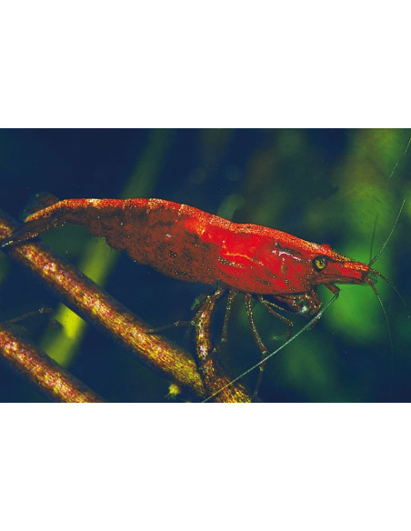 Crevette Bloody Mary (Neocaridina davidi "Bloody Mary") 1-1,5cm
