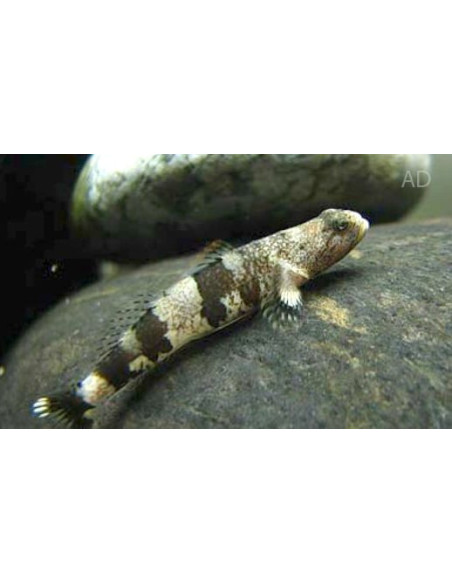 Schismatogobius Ampluvinculus 2,5-3cm Wild