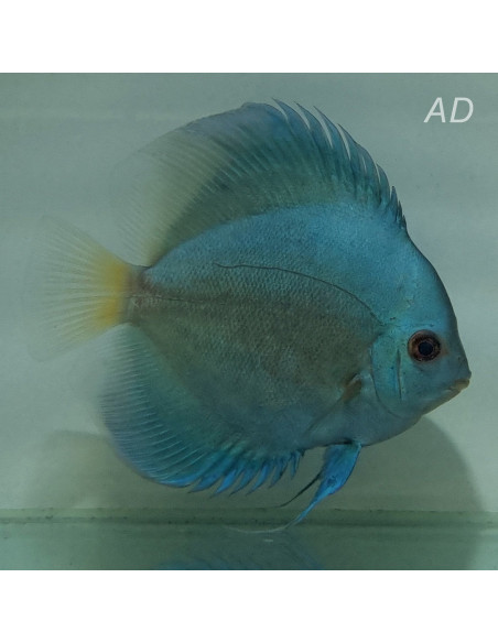 Symphysodon Aequifasciatus Blue Diamond 7-8cm