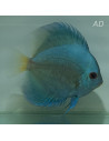Symphysodon Aequifasciatus Blue Diamond 9-10cm
