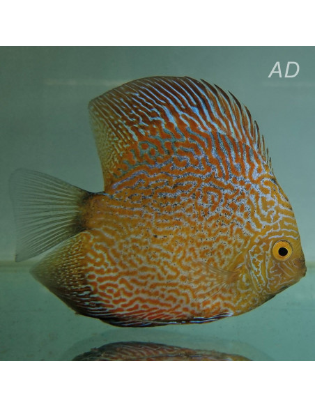 Discus Marlboro Yellow (Symphysodon sp. Marlboro Yellow) 7-8cm