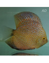 Symphysodon Marlboro Yellow 9-10cm