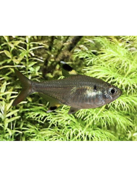 Tétra x-ray (Pristella maxillaris) 2-2,5cm